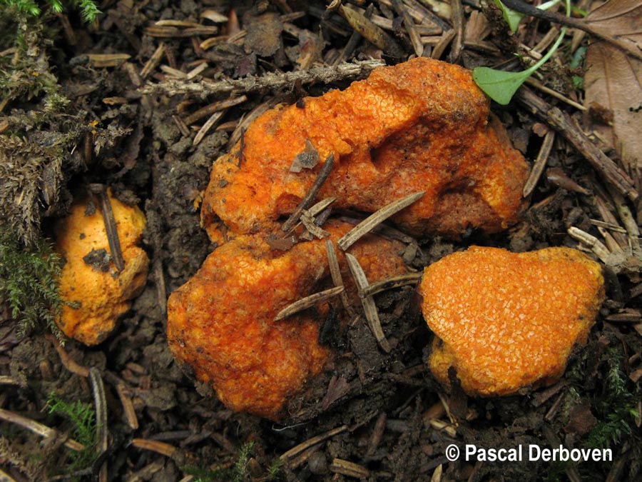 Представитель Семейства Stephanosporaceae
